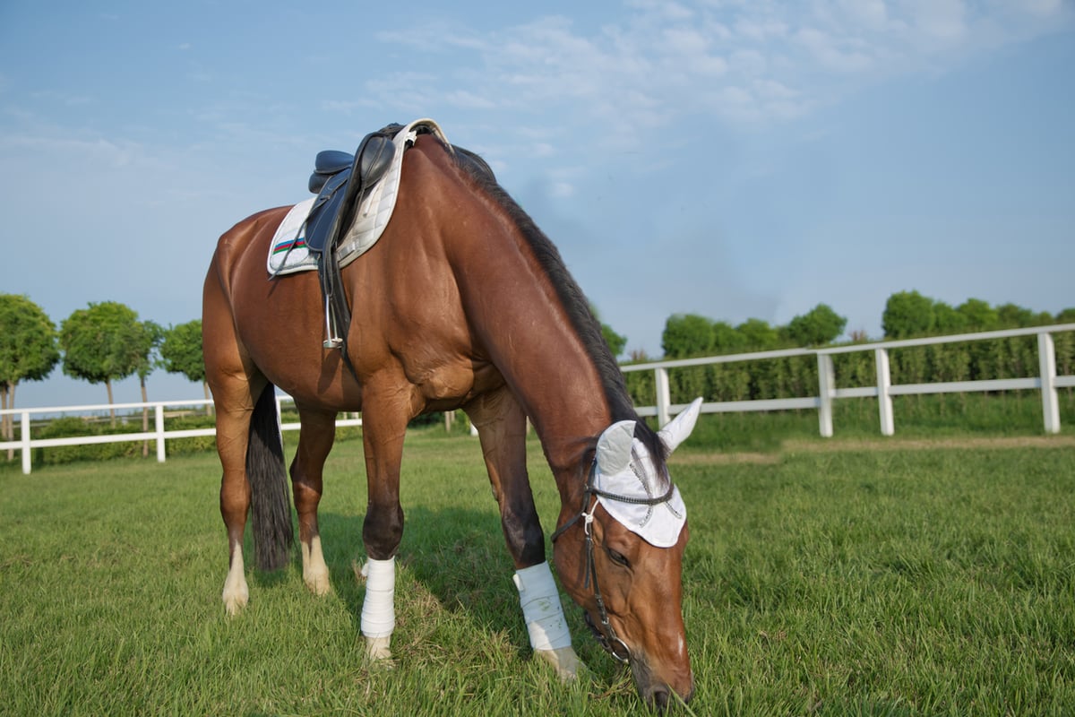 Treatments for Horse Fetlock