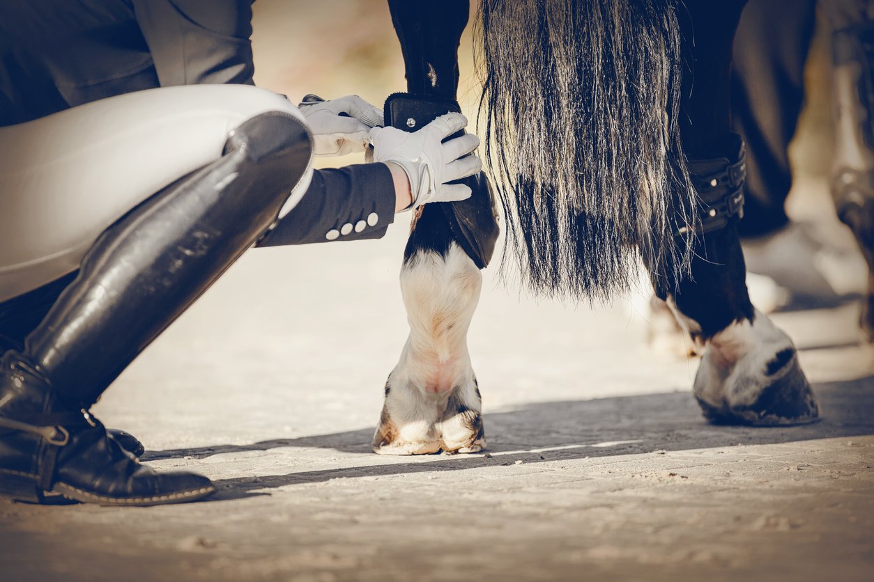 What is Ringbone in Horses? - Definition, Causes, Symptoms & Treatment