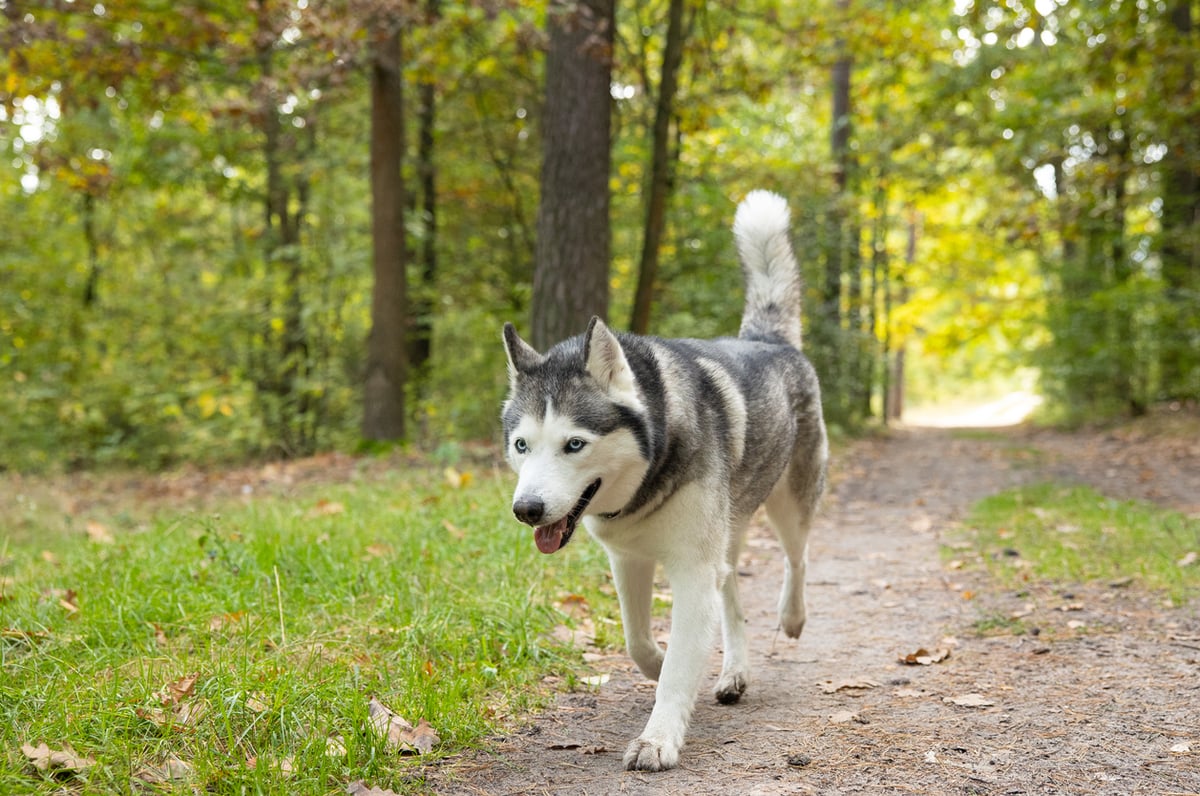 joint-support-for-dogs