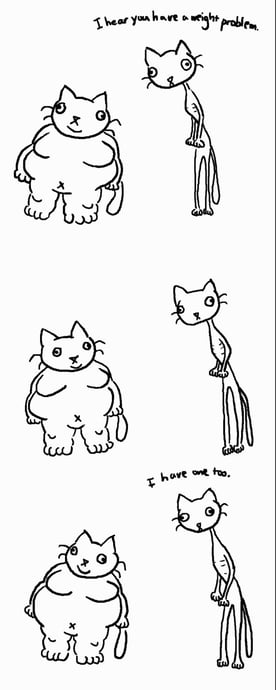 ideal weight of a cat