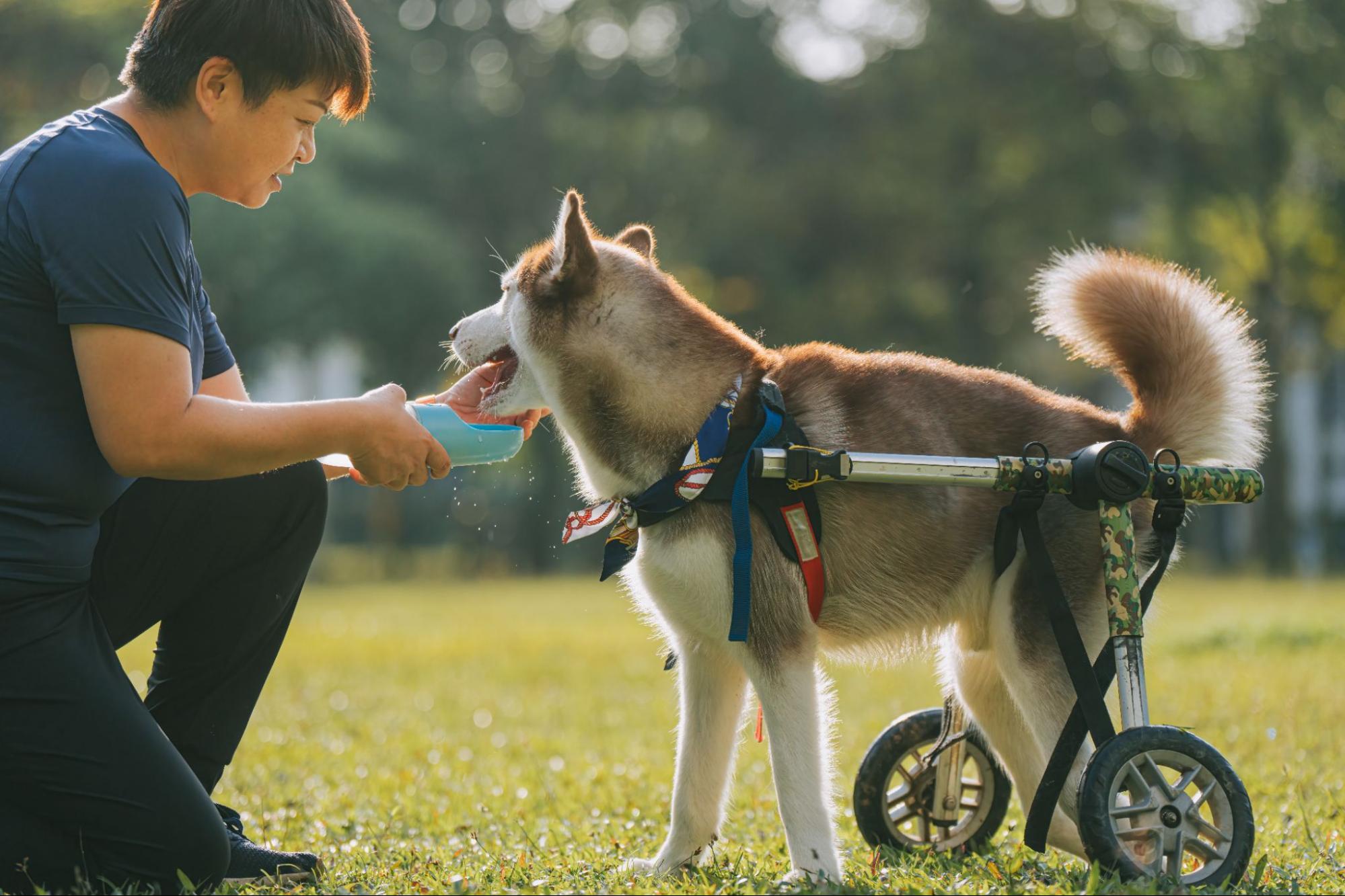 Dog Suddenly Limping Back Leg Injury Causes Treatment What To Do how-to-perform-examination-on-your-dog-when-he-s-lame-limping
