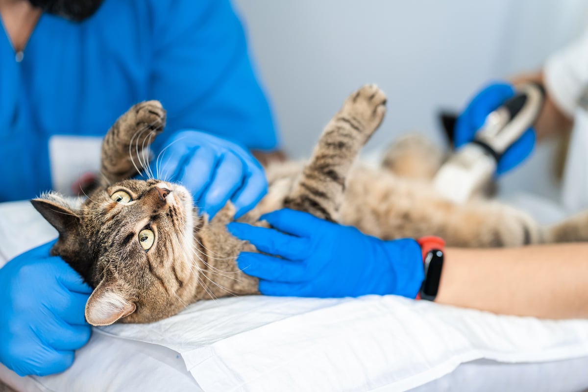 Types of Luxating Patella Cats