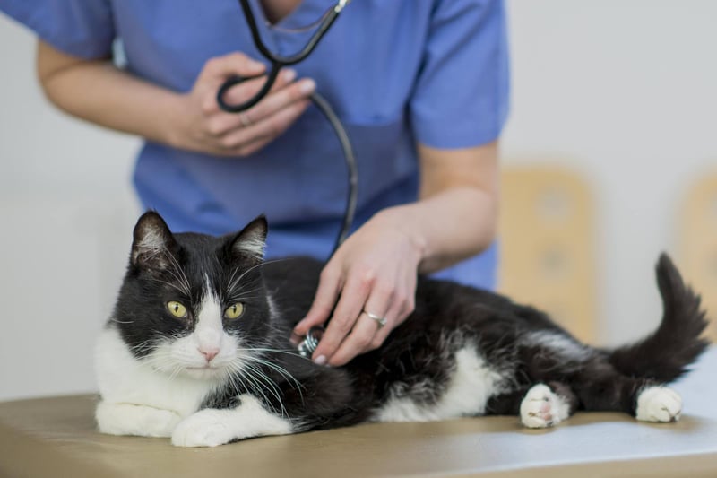 improving-inflammation-and-mobility-for-cats