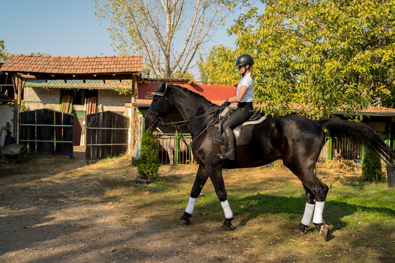 horse-leg-splint-treatments