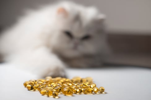 A Guide on Fish Oil For Cats