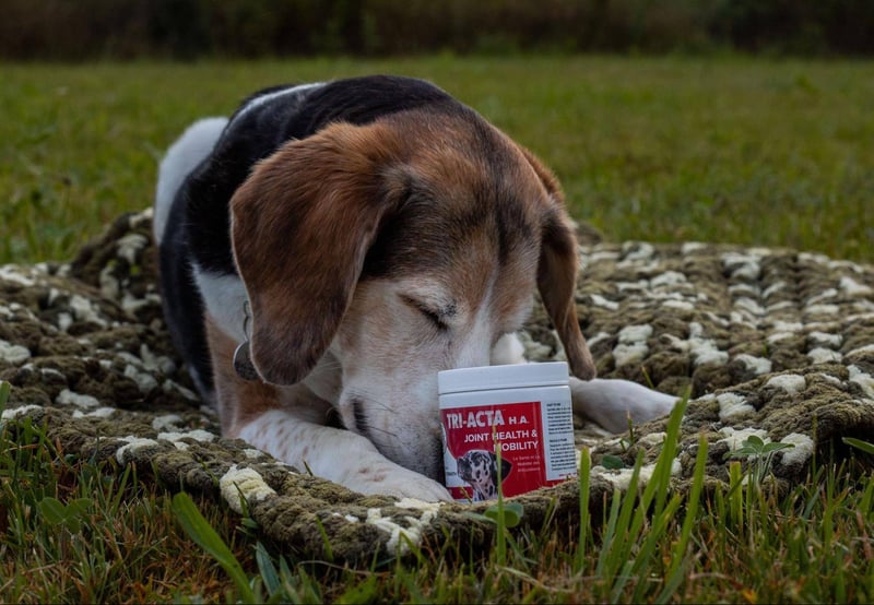 senior-dog-mobility-joint-supplement.sit