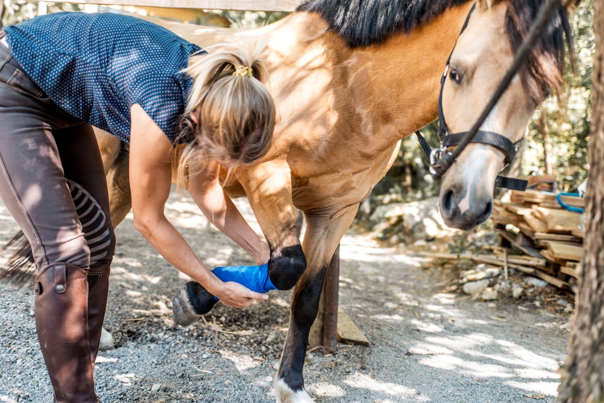 Common Causes of Horse Fetlock Joint Injury