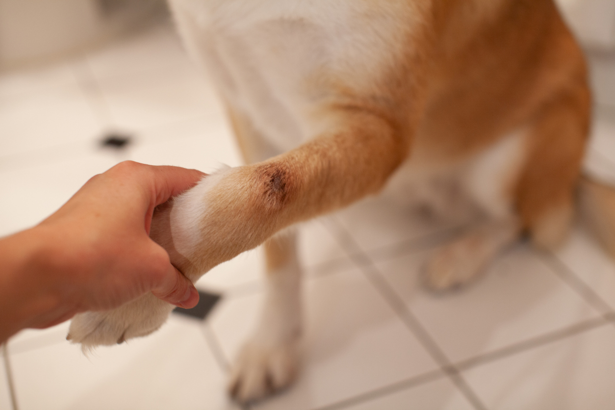 Puppy store sprained paw