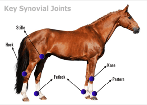 joint injections can be used to treat a horse.