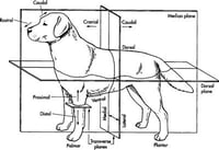 planes of movement dog anatomy