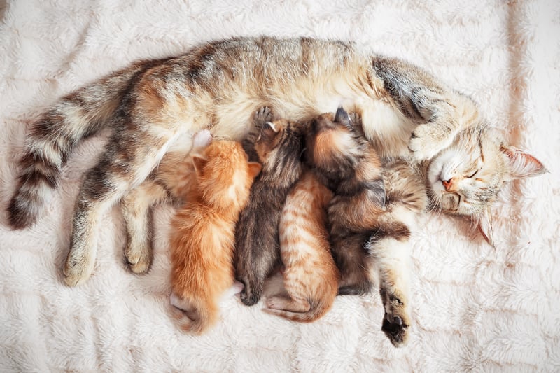 care-for-newborn-kittens