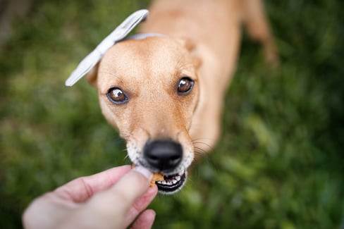 organic-pet-treats