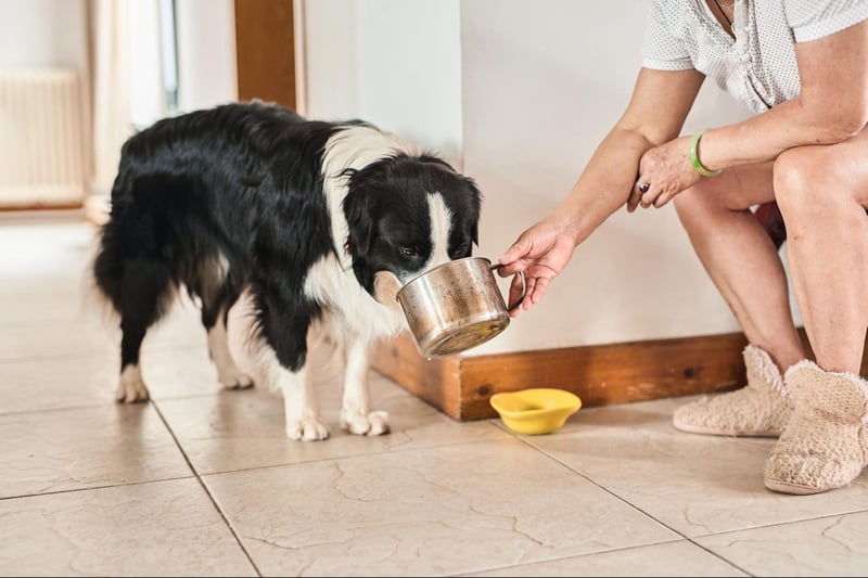 a-simple-guide-to-bone-broth-for-dogs 