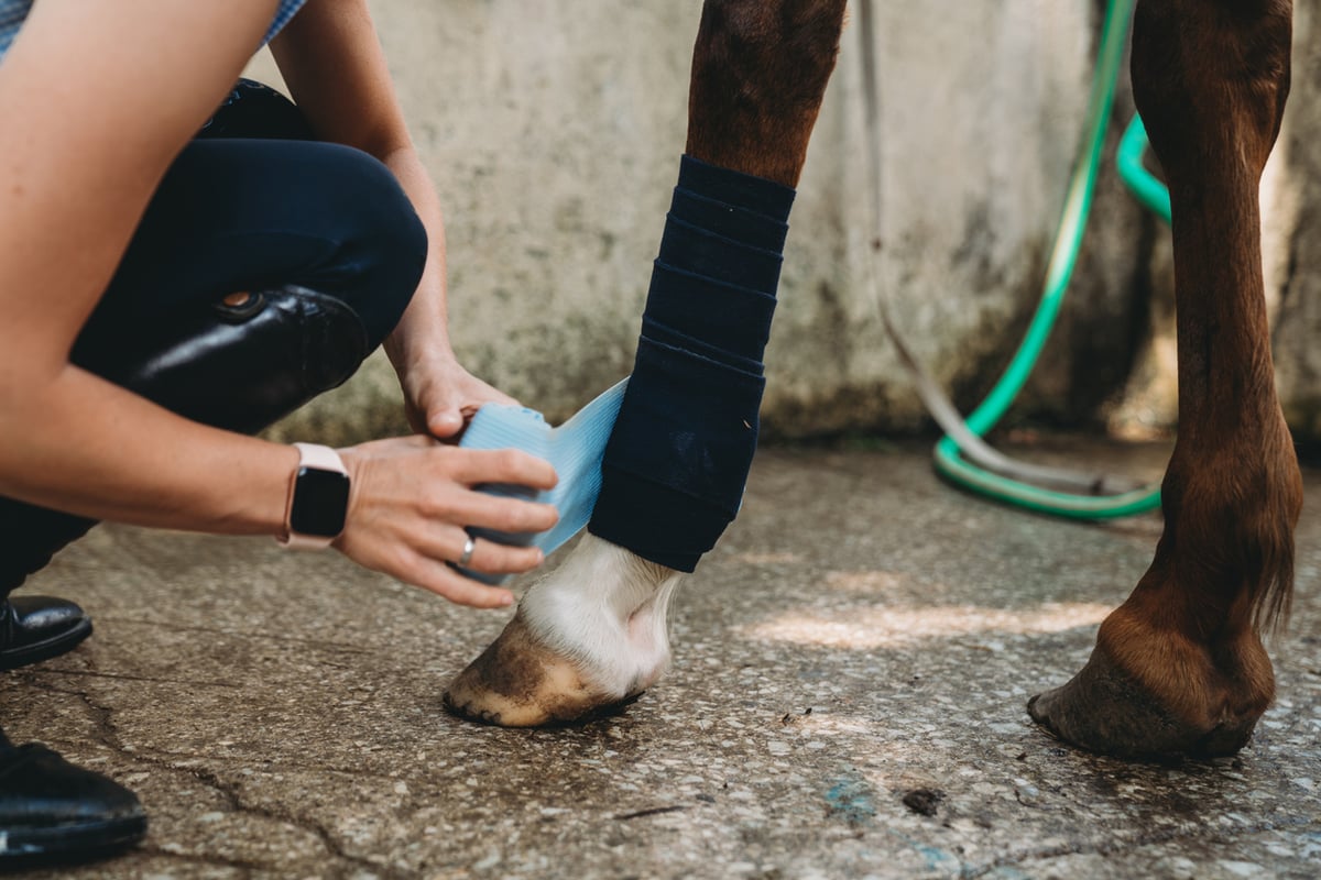 What is Navicular Disease in Horses?