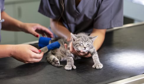 cat wound care