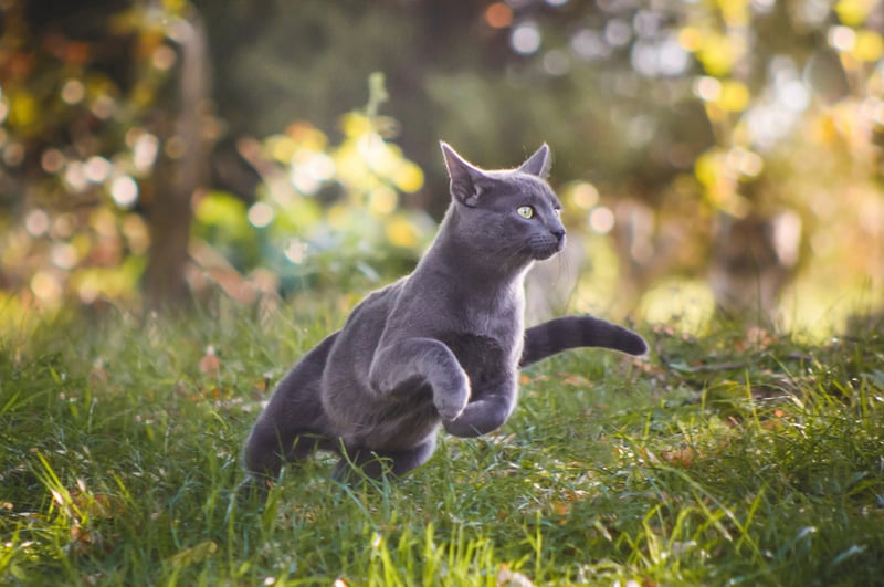 Fish Oil for Cats Benefits