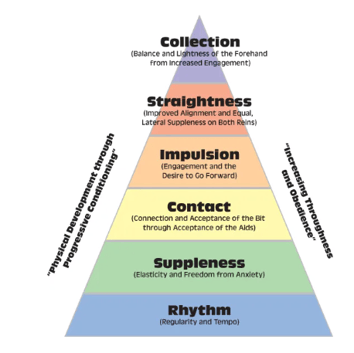 horse test pyramid