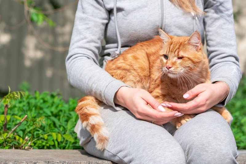 turmeric-for-cats