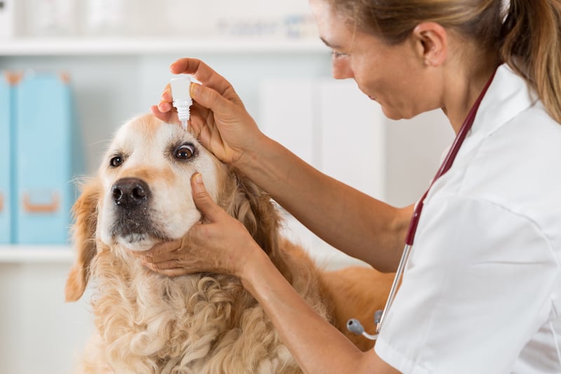 dog-eye-infection-treatments