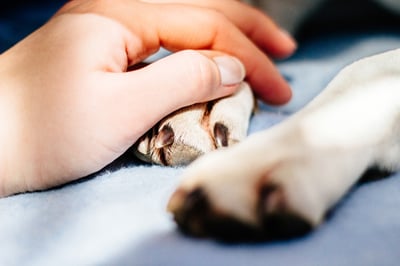 Dog Nail Bed Injury