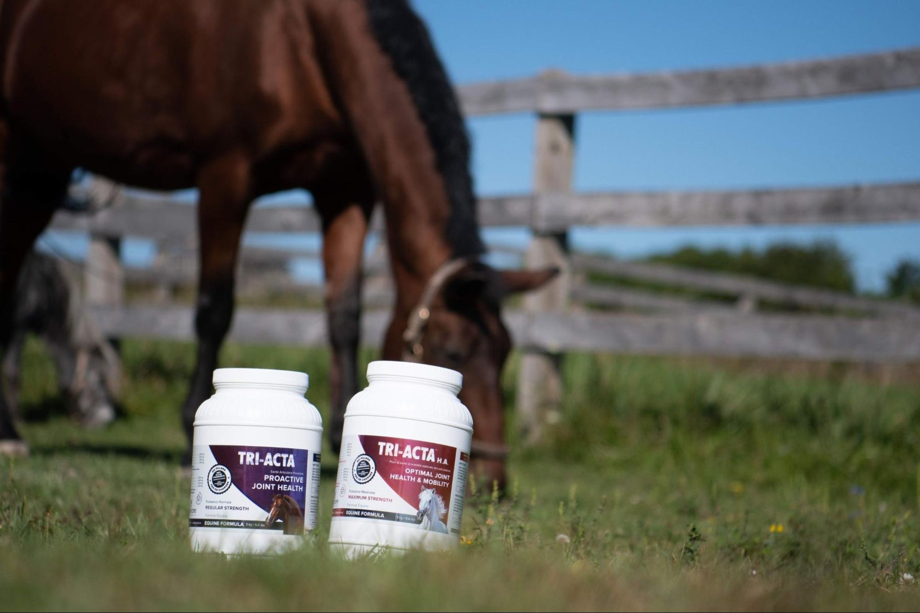 What is Ringbone in Horses? Definition, Causes, Symptoms & Treatment