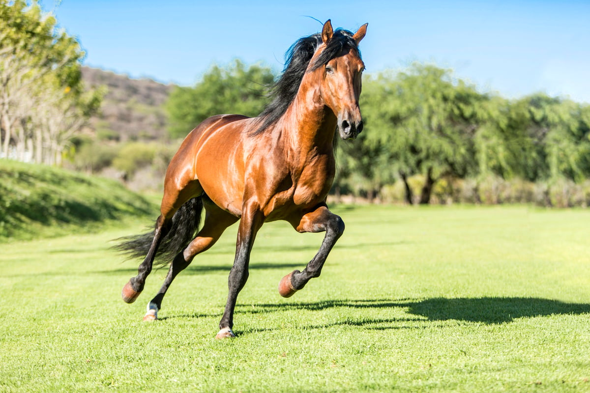 Benefits of MSM Supplement Horses