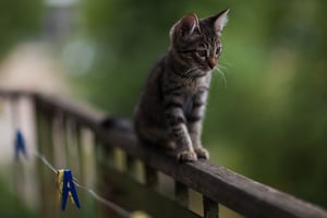 kitten on patio ledge