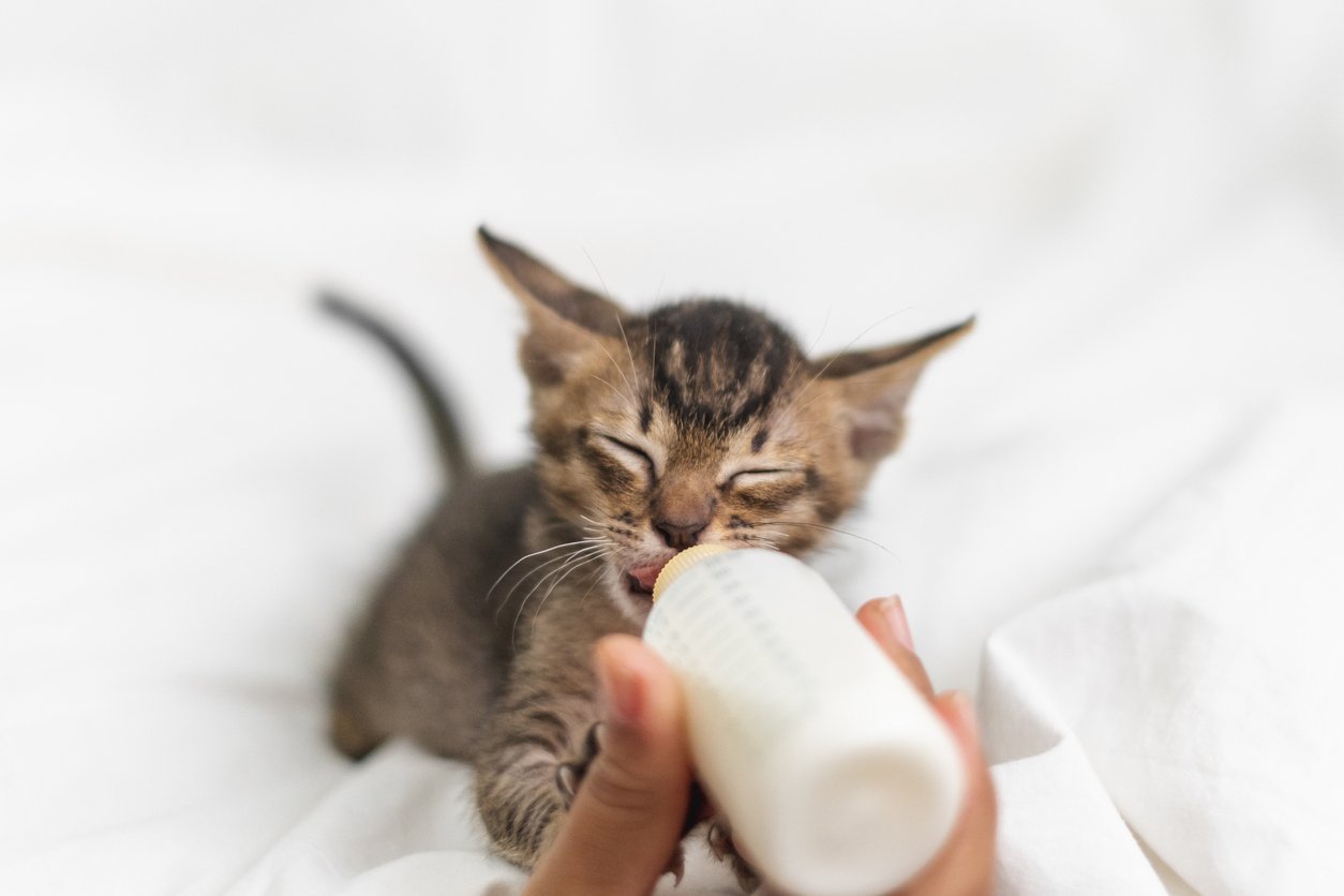 kitten weight gain supplement