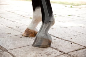 laminitis in horses-2