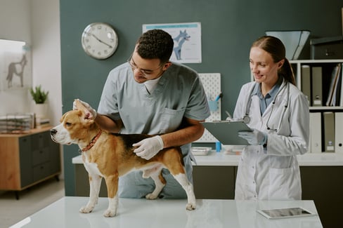 leptospirosis-in-dogs