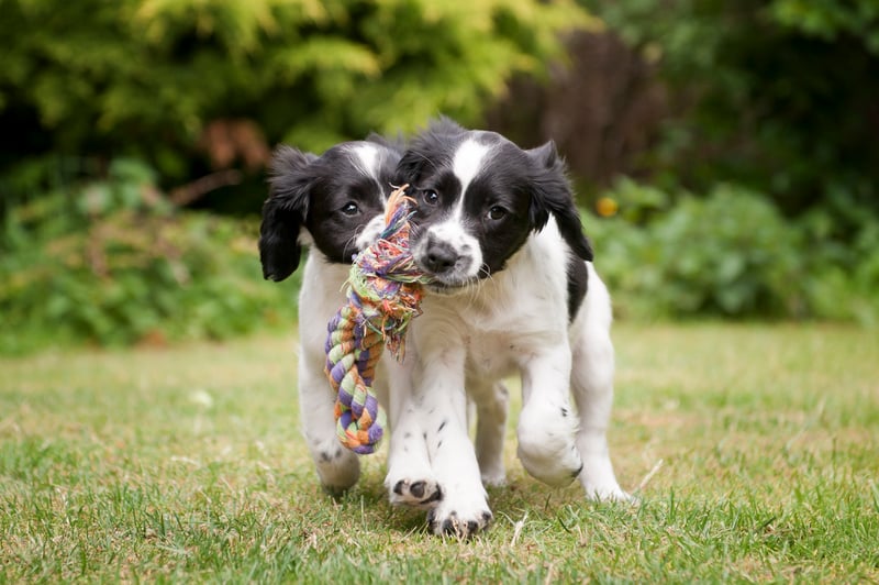 puppy tips for the first week