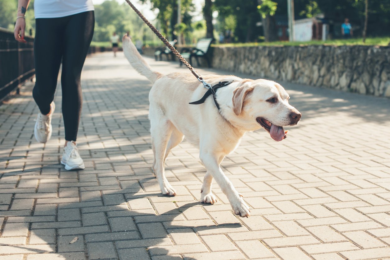 summary for dog walking with hip dysplasia