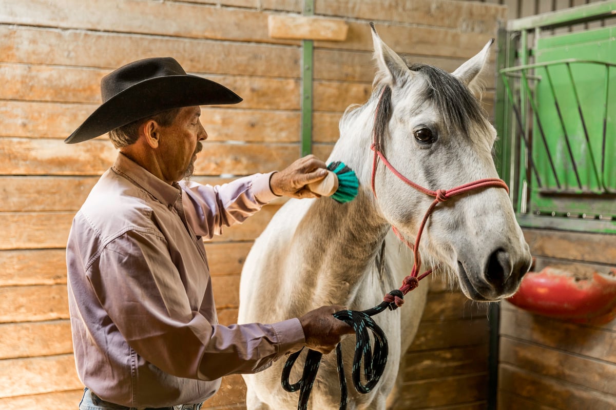 supplements-for-senior-horses