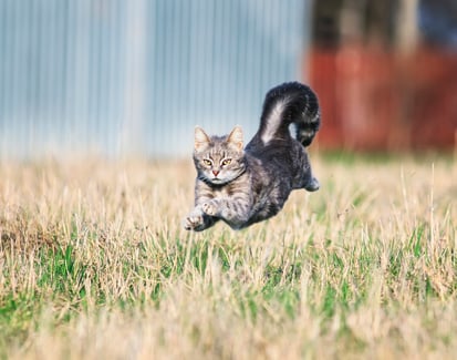 the-marvel-of-the-cat-skeleton