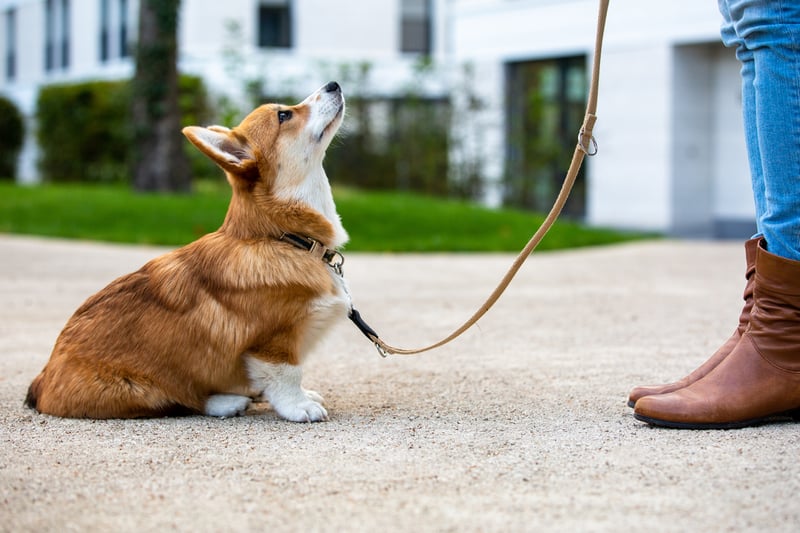 tips for training a puppy