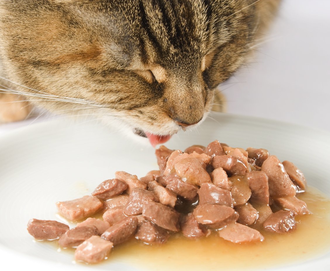 types of wellness kitten food