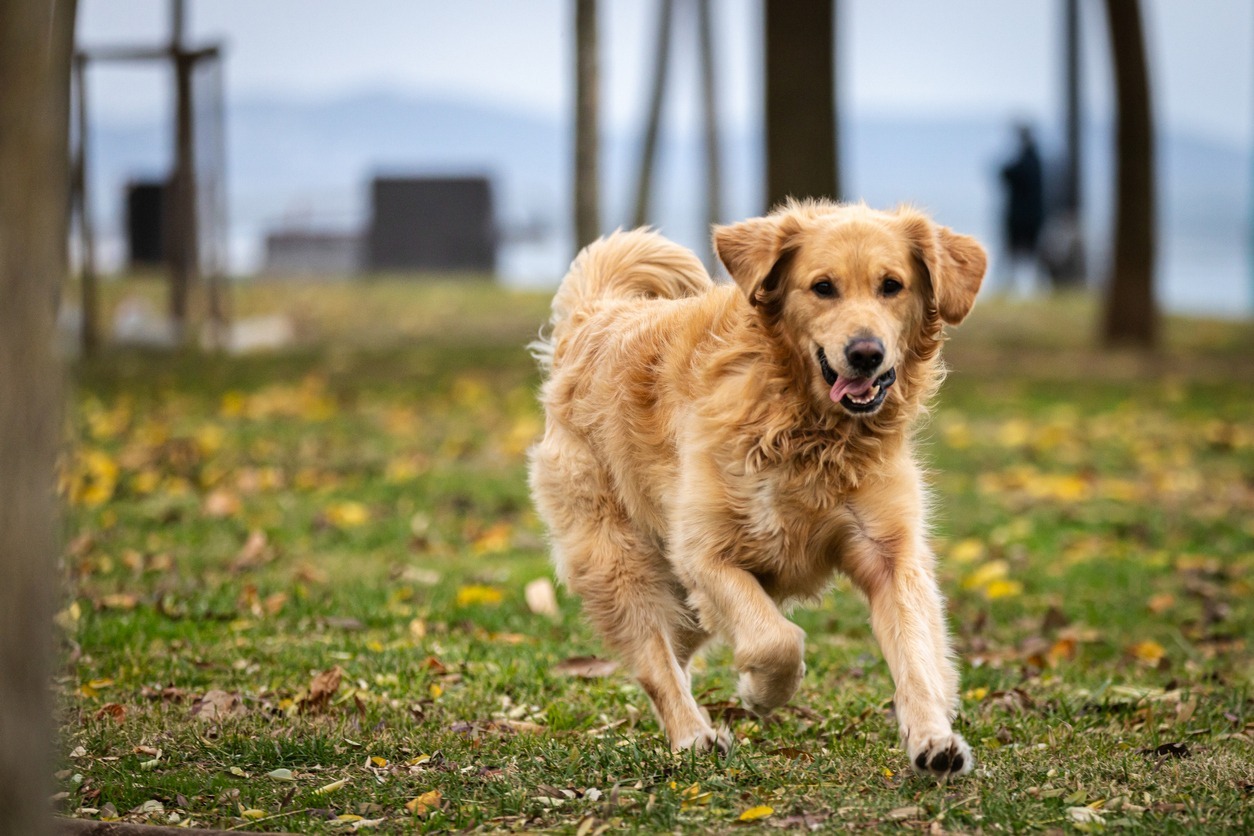 how-to-transition-to-a-kidney-friendly-diet