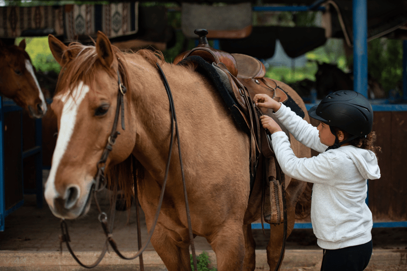 horse-in-shape