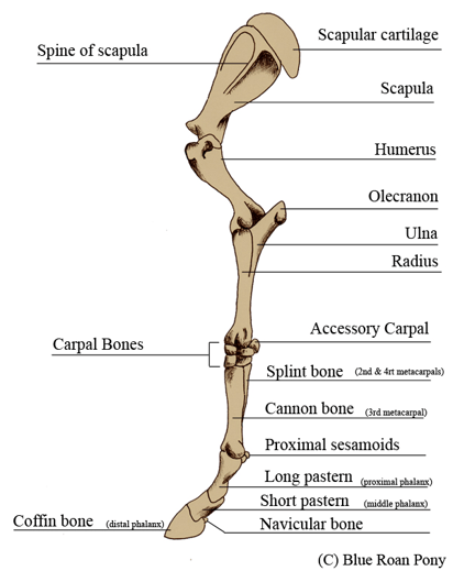 Carpalbonehorse