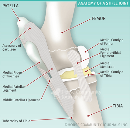 Stiflejoint