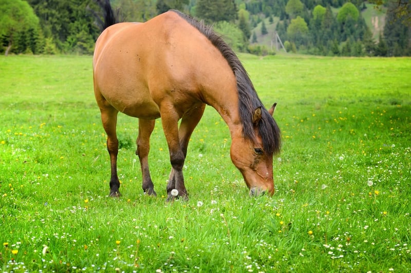 omega-3-for-horses-with-allergies-and-heaves