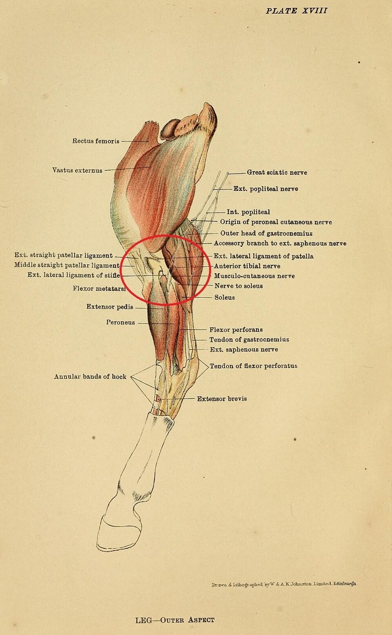 Horse Stifle Anatomy