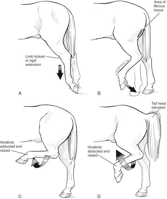 1. Horse Stifle Locking Up