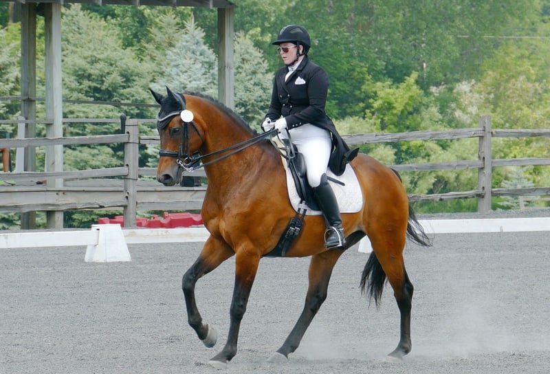 horse-stifle-strengthening-exercises-rehabilitation