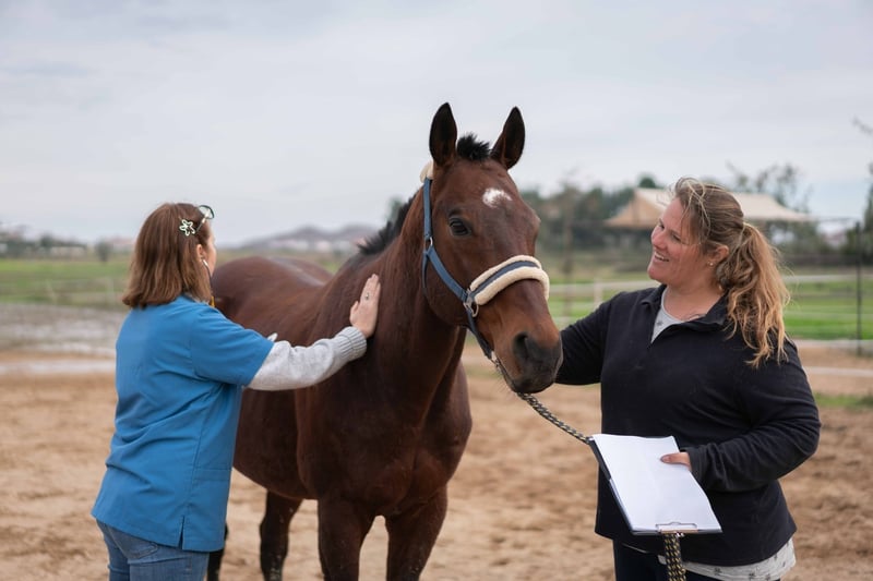 diagnosis-of-horse-stifle-problems