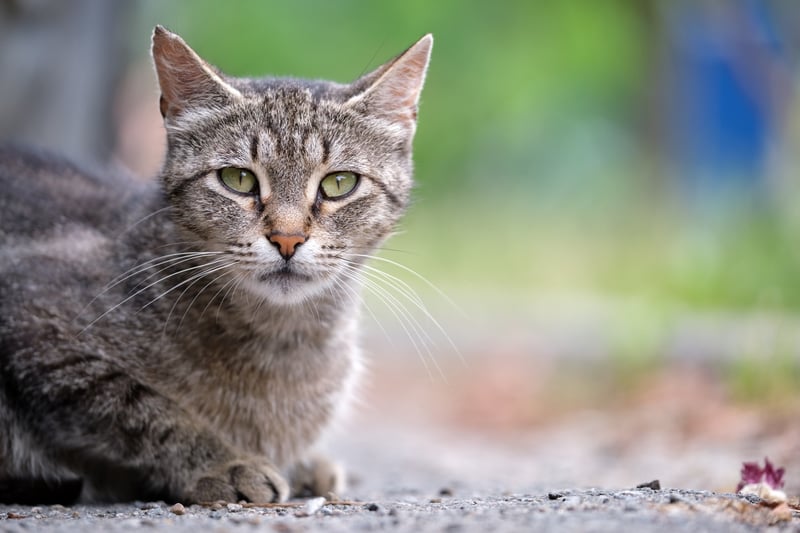 common-cat-eye-diseases-and-infections