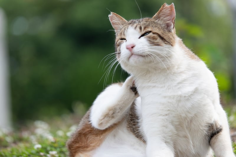 situational-scenarios-iunterpreting-sneezing-patterns