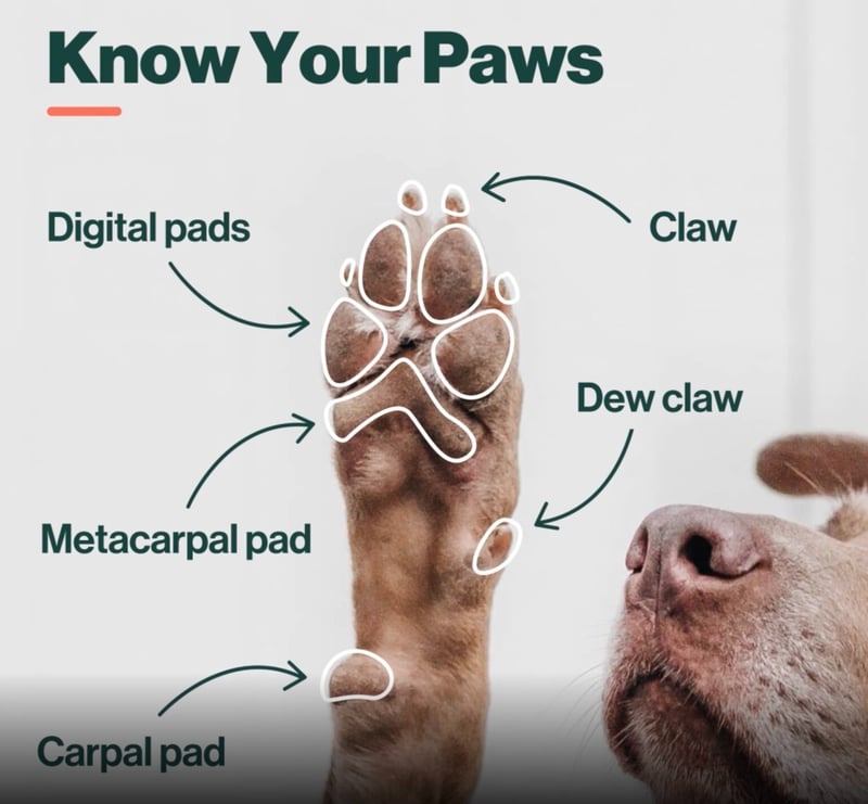 Carpal Paw Pad Dog vs. Metacarpal Pads