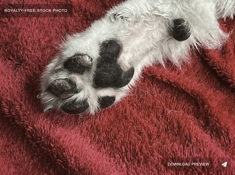 Dog Carpal Pad Hyperkeratosis