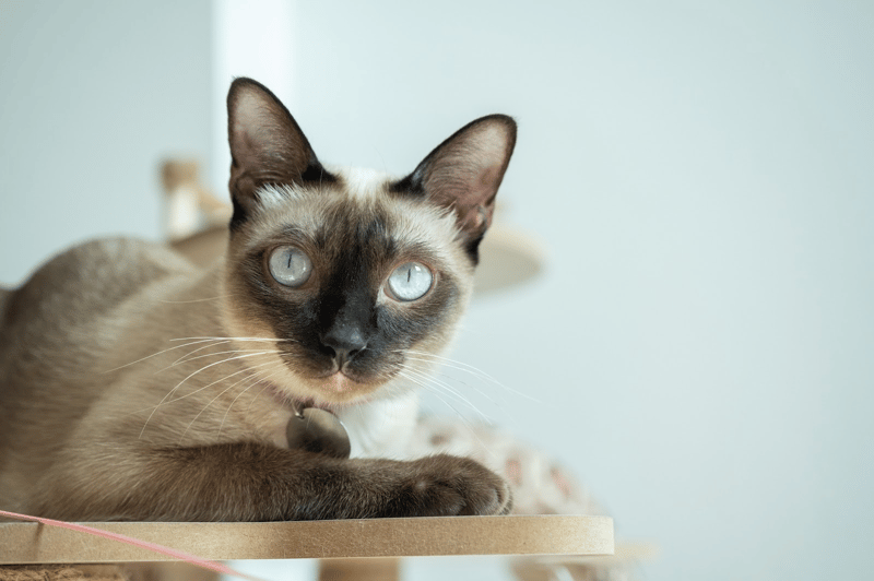 siamese-cat-health-problems-asthma